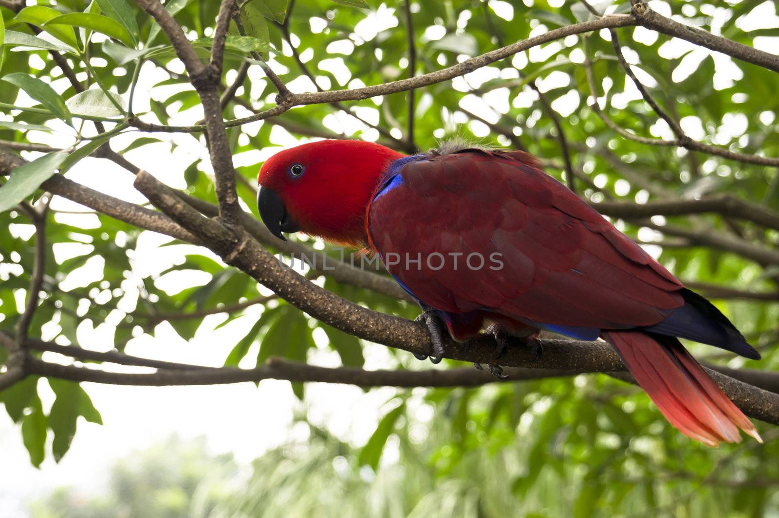 a curious Red head Lory standing on a tree branch.