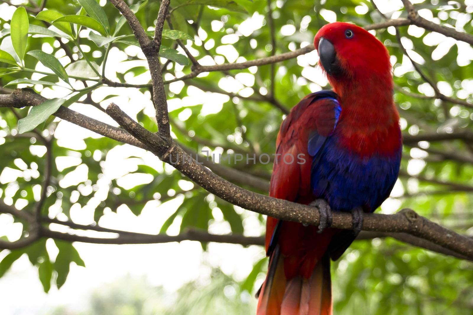 a curious Red head Lory standing on a tree branch.
