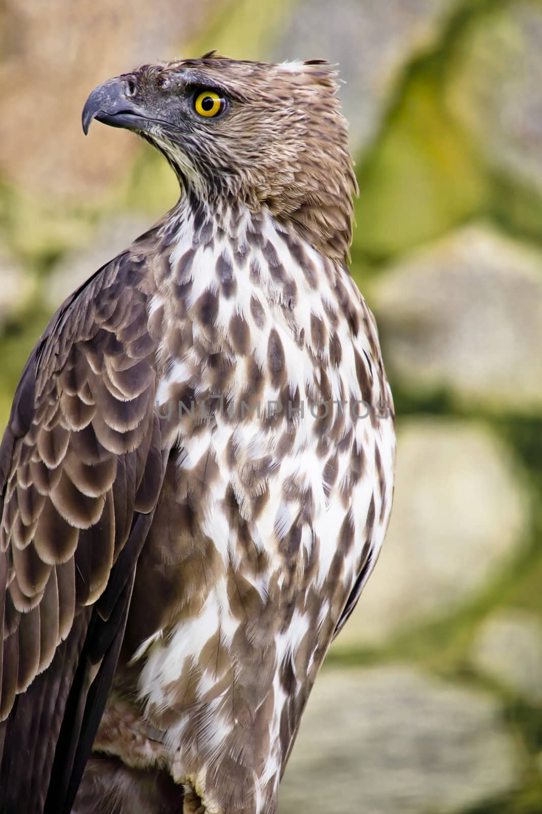 Close up of a Crested/Changeable Hawk eagle 