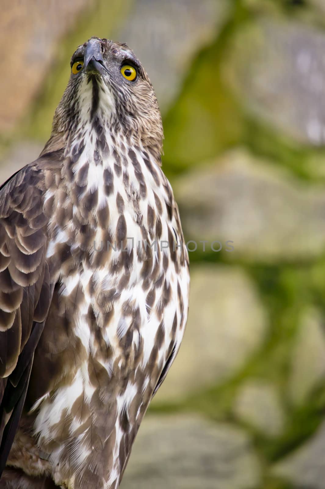 Close up of a Crested/Changeable Hawk eagle 