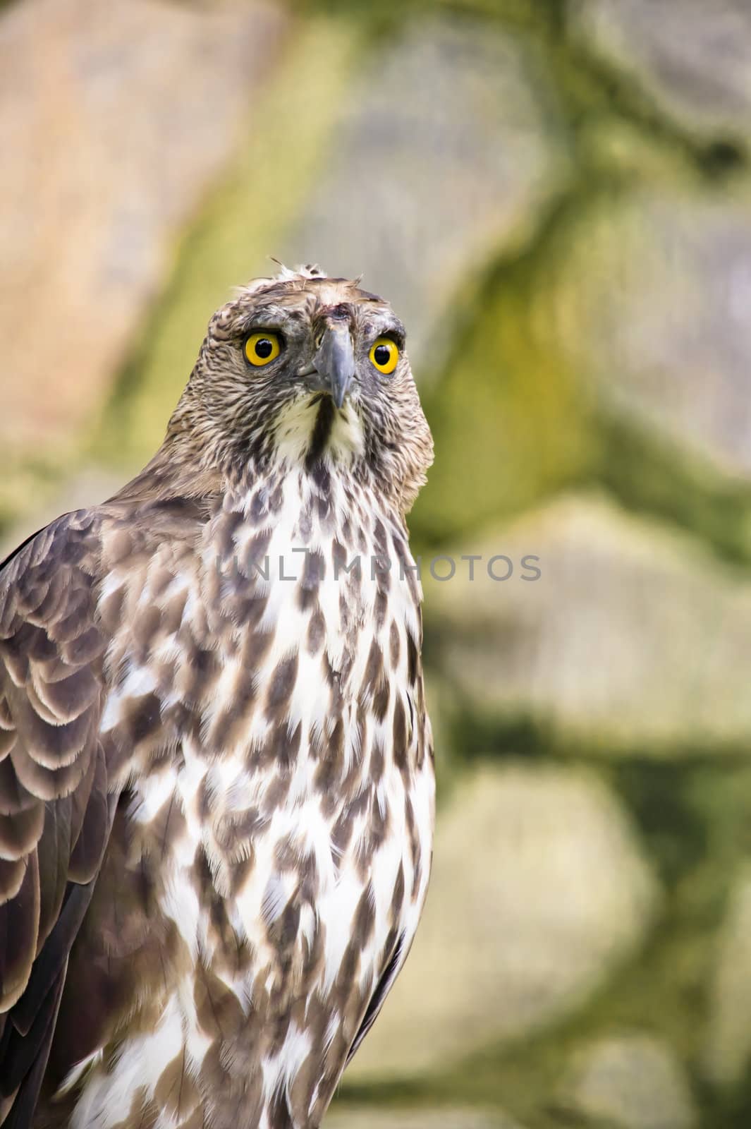 Close up of a Crested/Changeable Hawk eagle 
