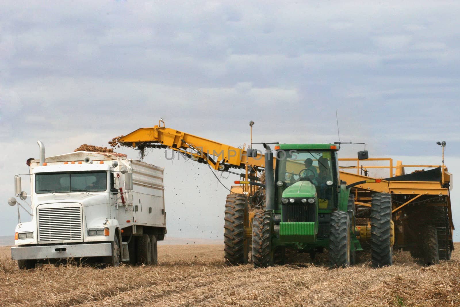 Potatoes being harvested into trucks