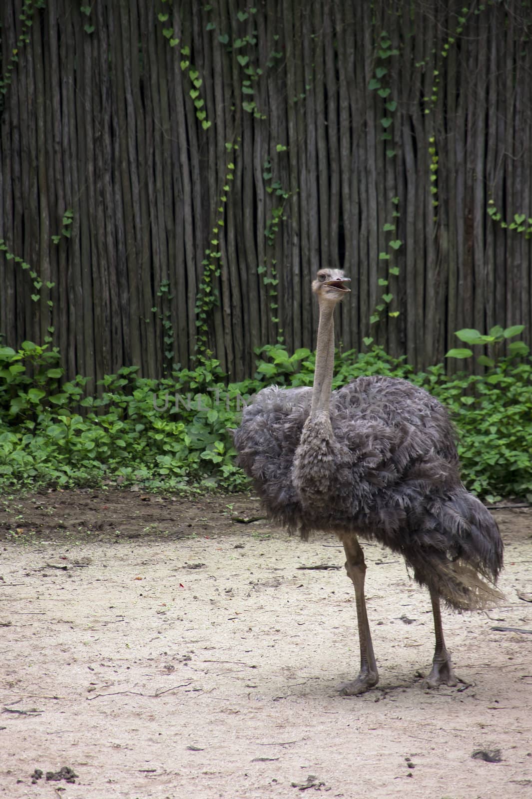 full view of a African ostrich 