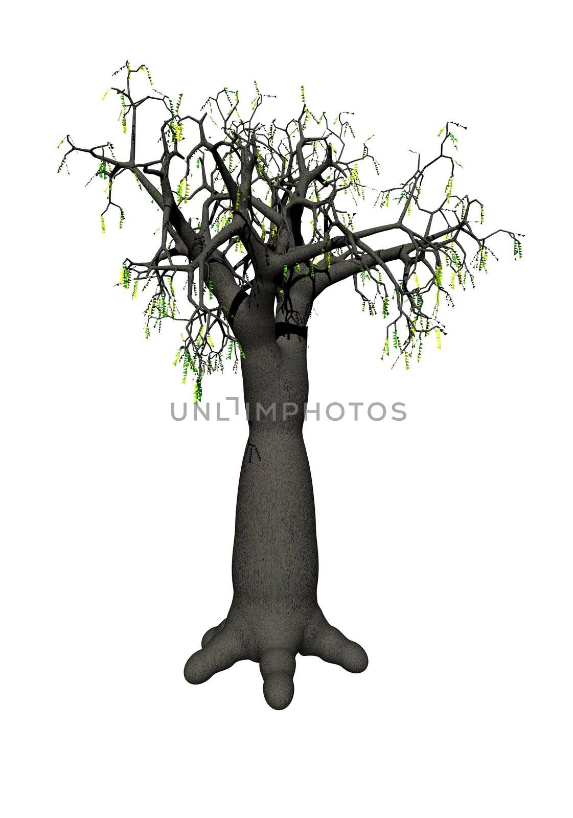 Baobab tree isolated on white background