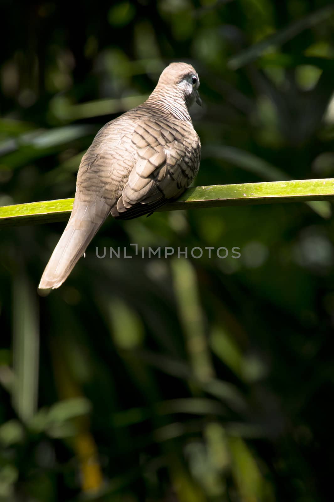 fluffy brown dove perched on a branch. 

