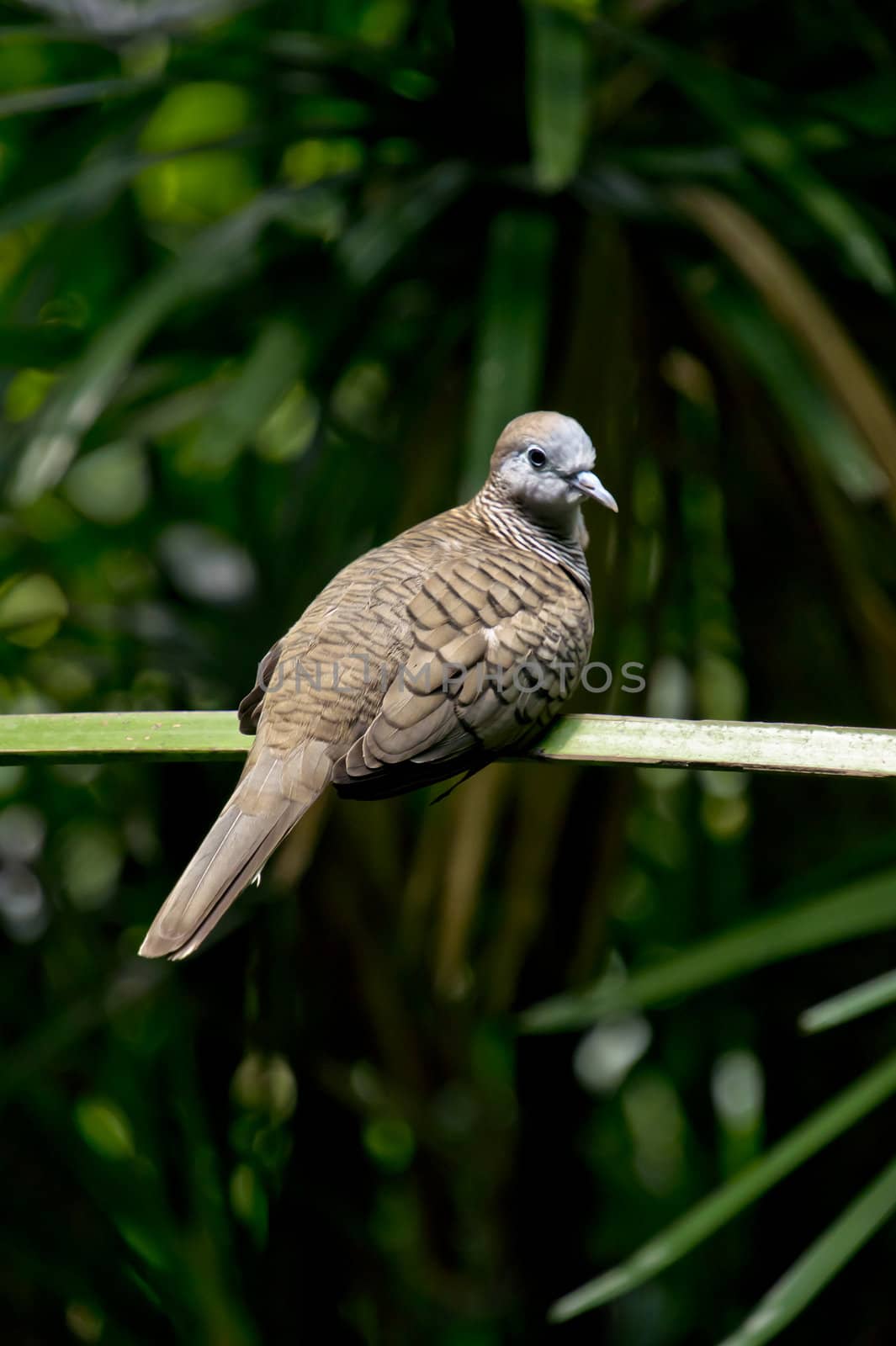 fluffy brown dove perched on a branch.
