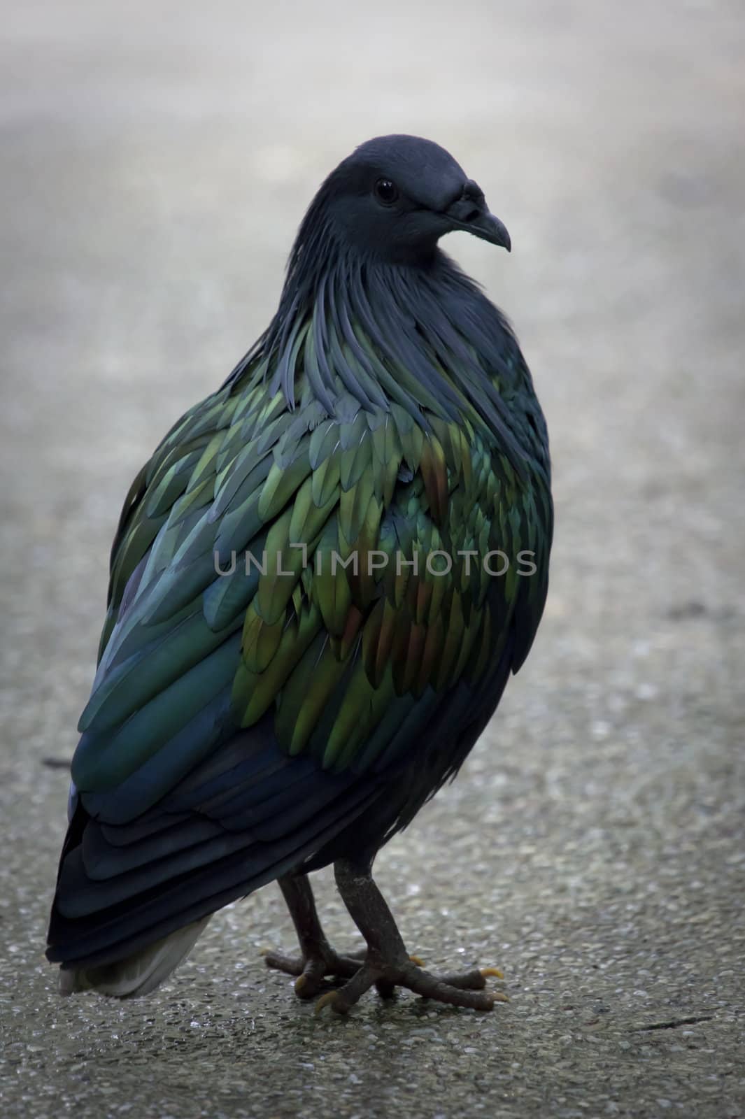 A Nicobar Pigeon, Caloenas nicobarica, standing on a pathway