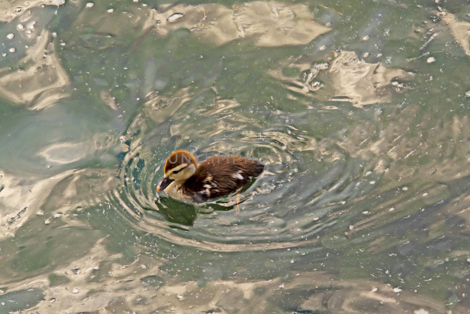 Little duck by Koufax73