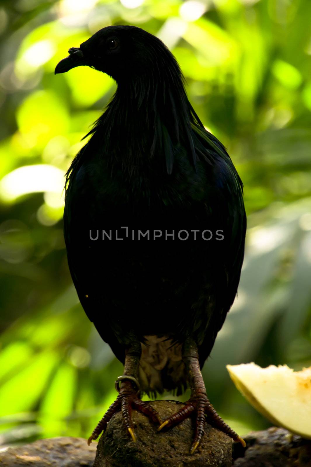 Silhouette of a Nicobar Pigeon, Caloenas nicobarica, standing proud