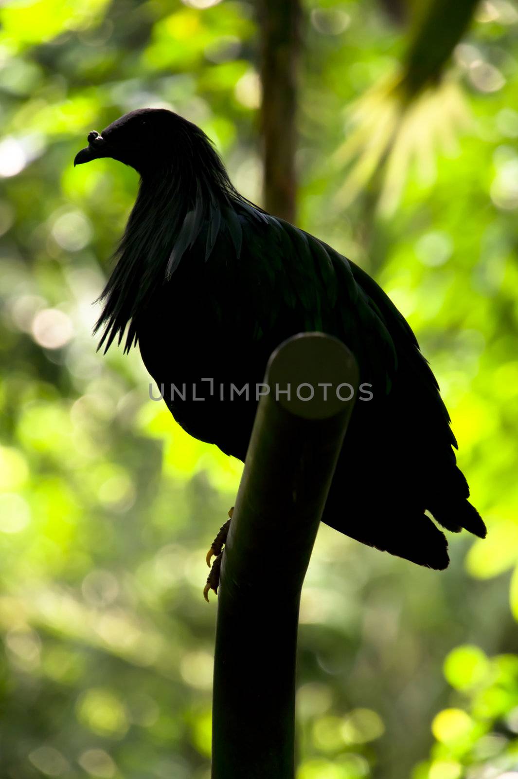 Silhouette of a Nicobar Pigeon, Caloenas nicobarica, standing proud