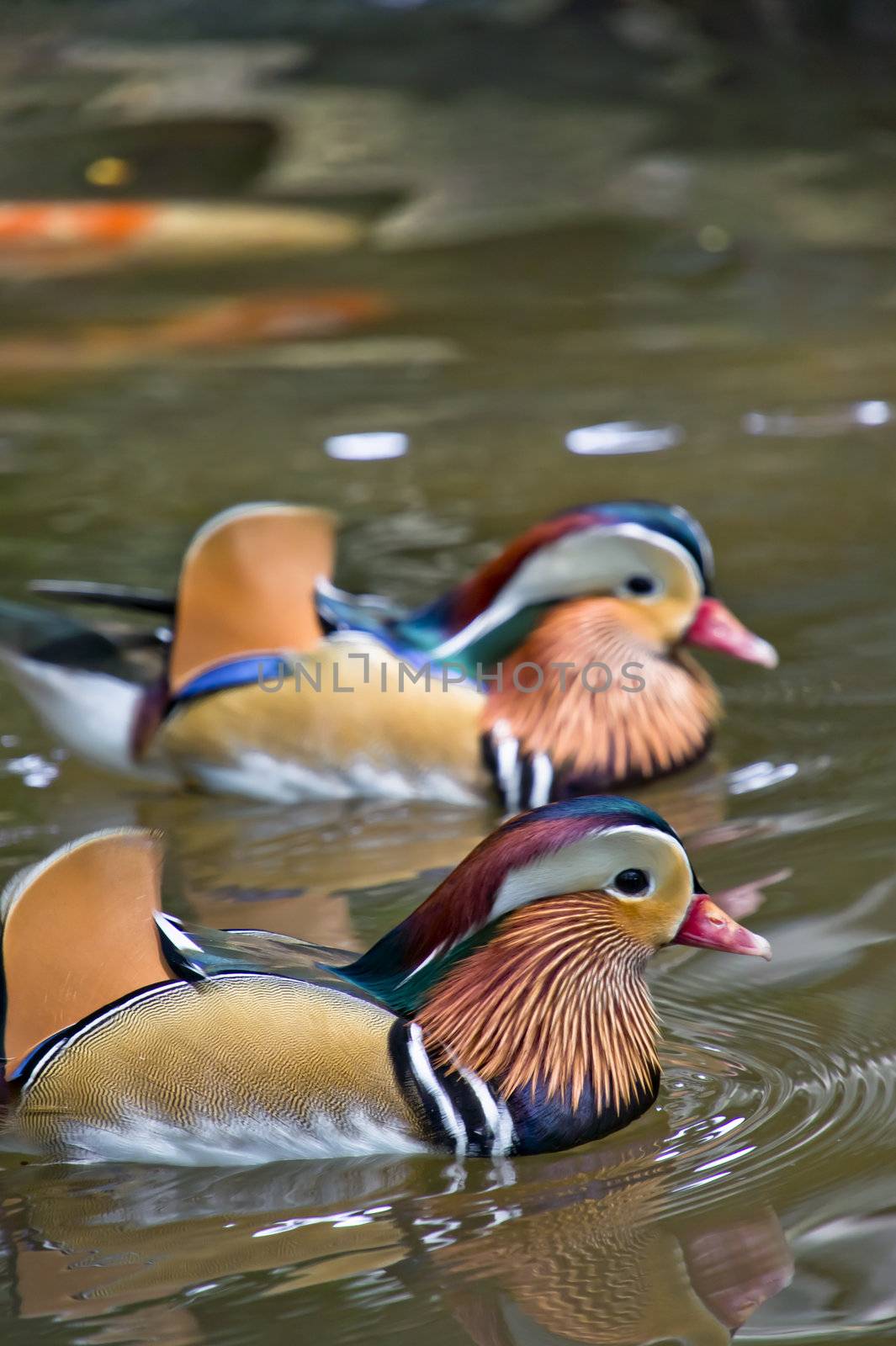 A pair of mandarin ducks swimming in the pond