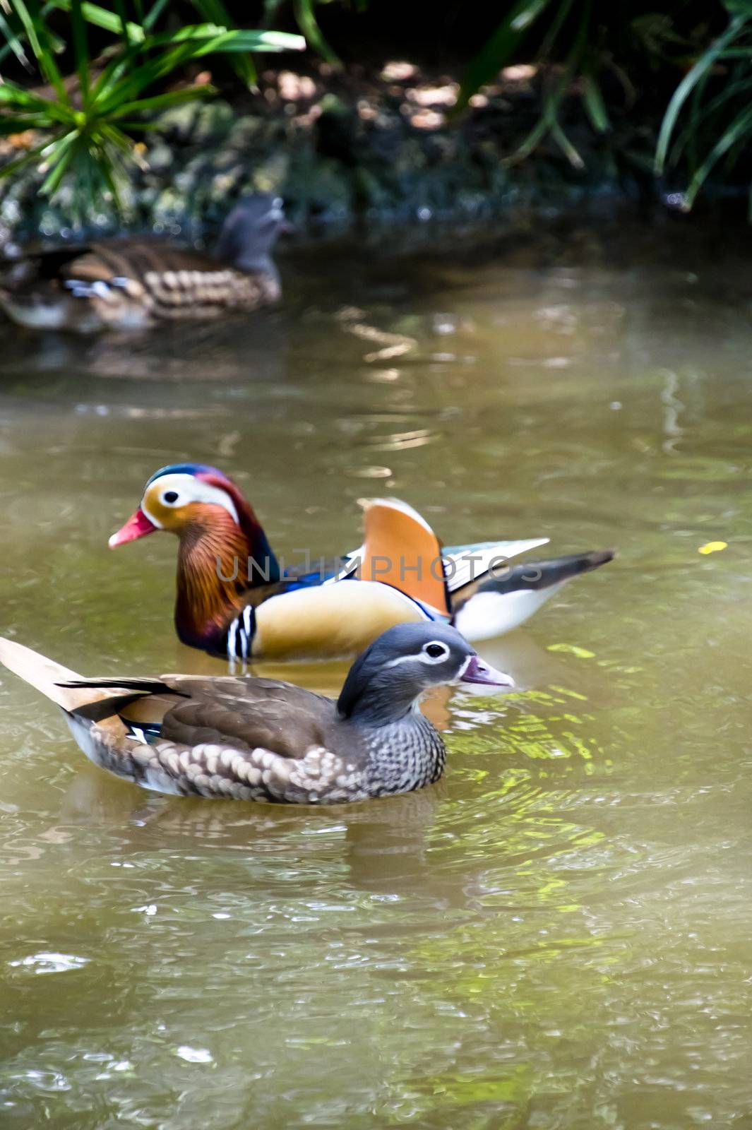 A pair of mandarin ducks swimming in the pond