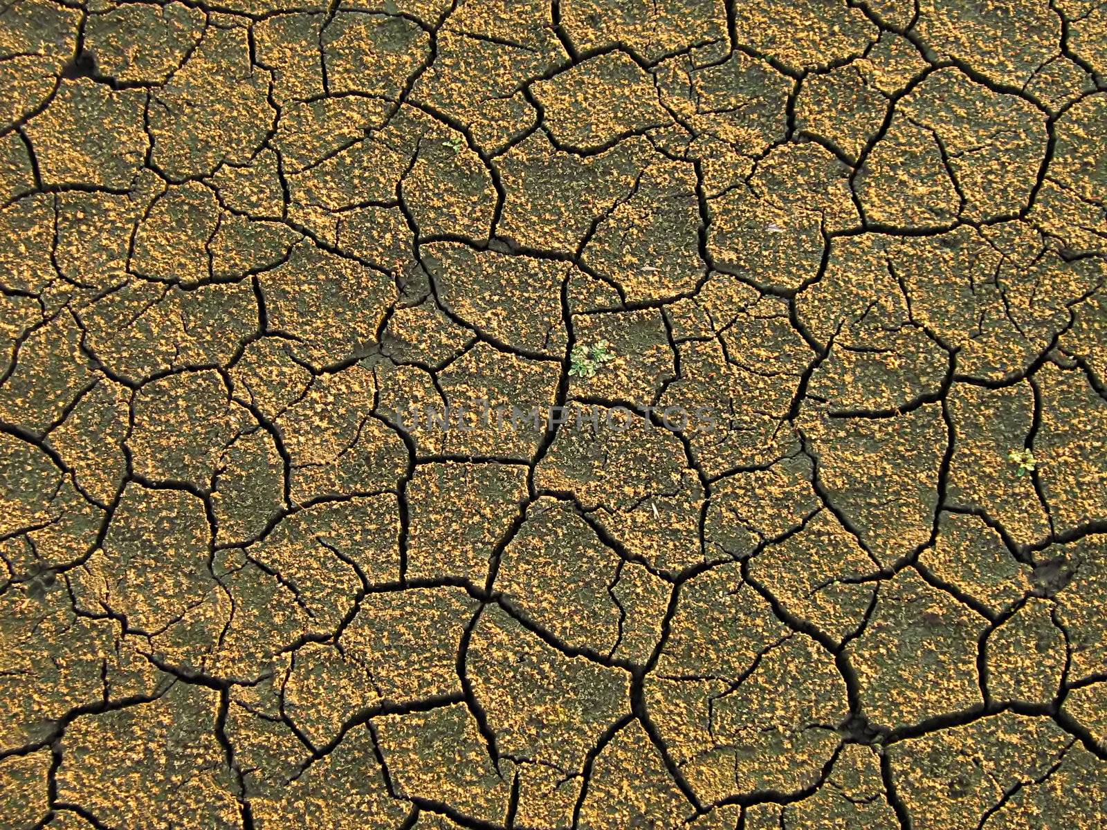 A photograph of dried mud detailing its texture.