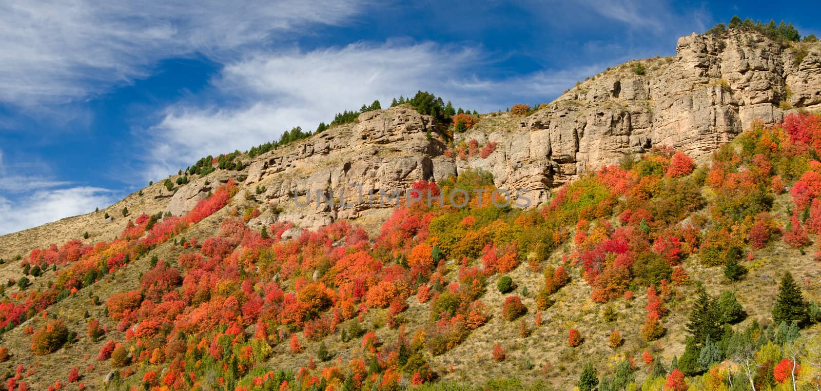 Autumn maples and cliffs, Targhee National Forest, Idaho, USA by CharlesBolin