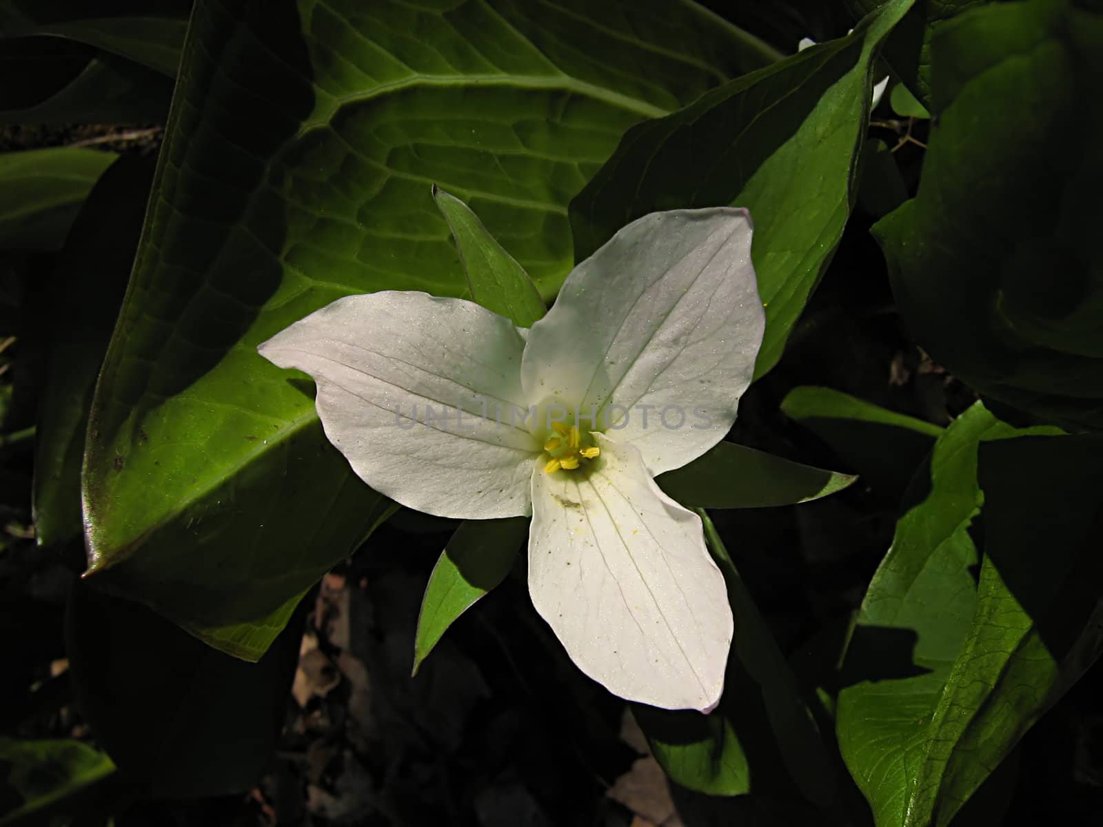 White Flower by llyr8