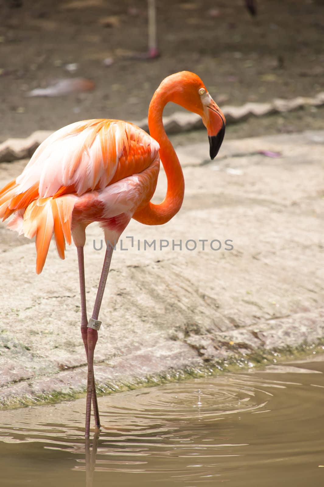 A single Caribbean flamingo, Phoenicopterus ruber 