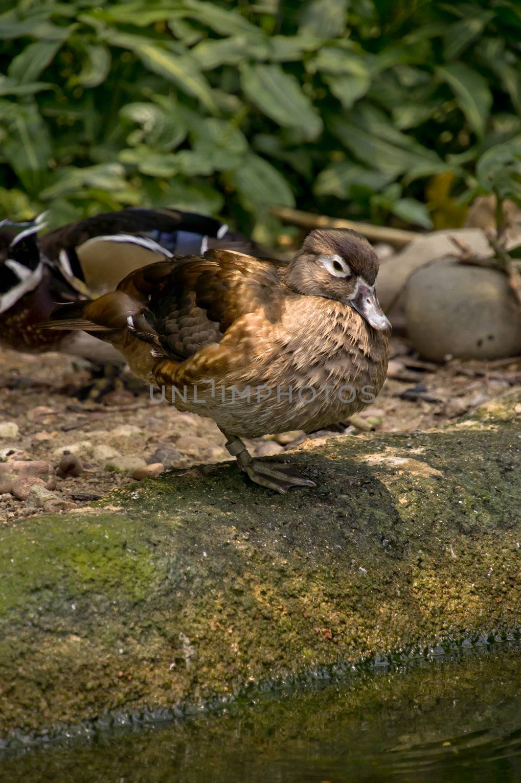 female Water duck resting at the edge of a pond