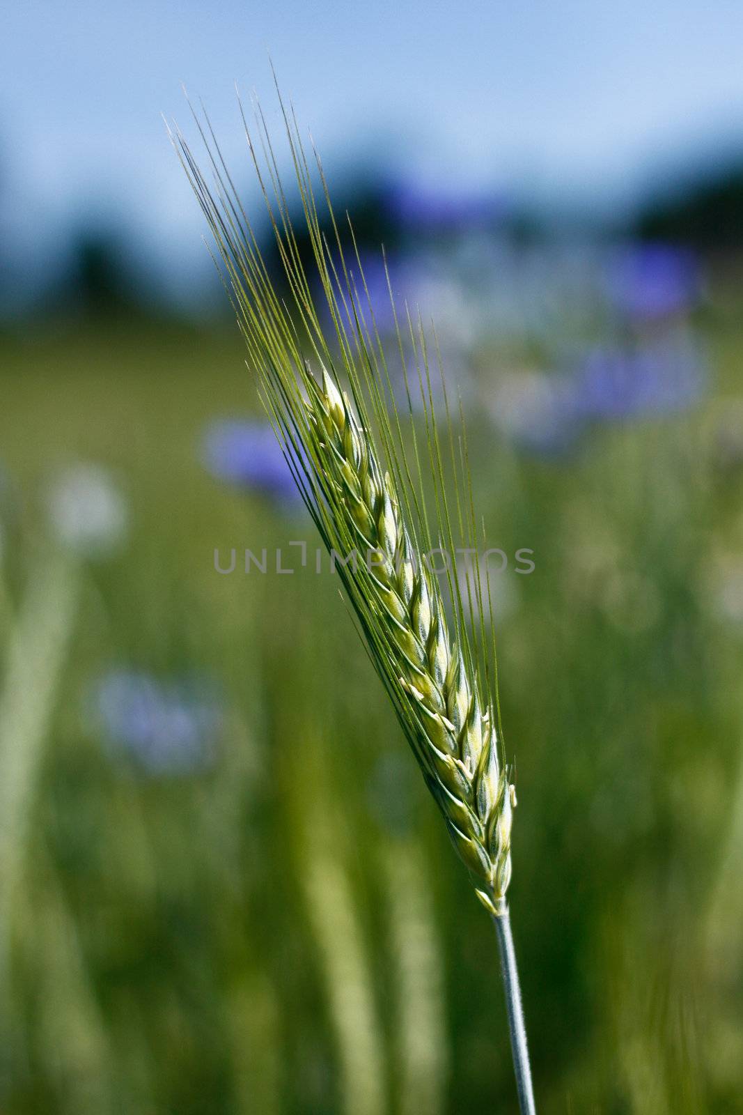 NICE CLOSE UP OF GREEN FRESH BARLEY SPIKE