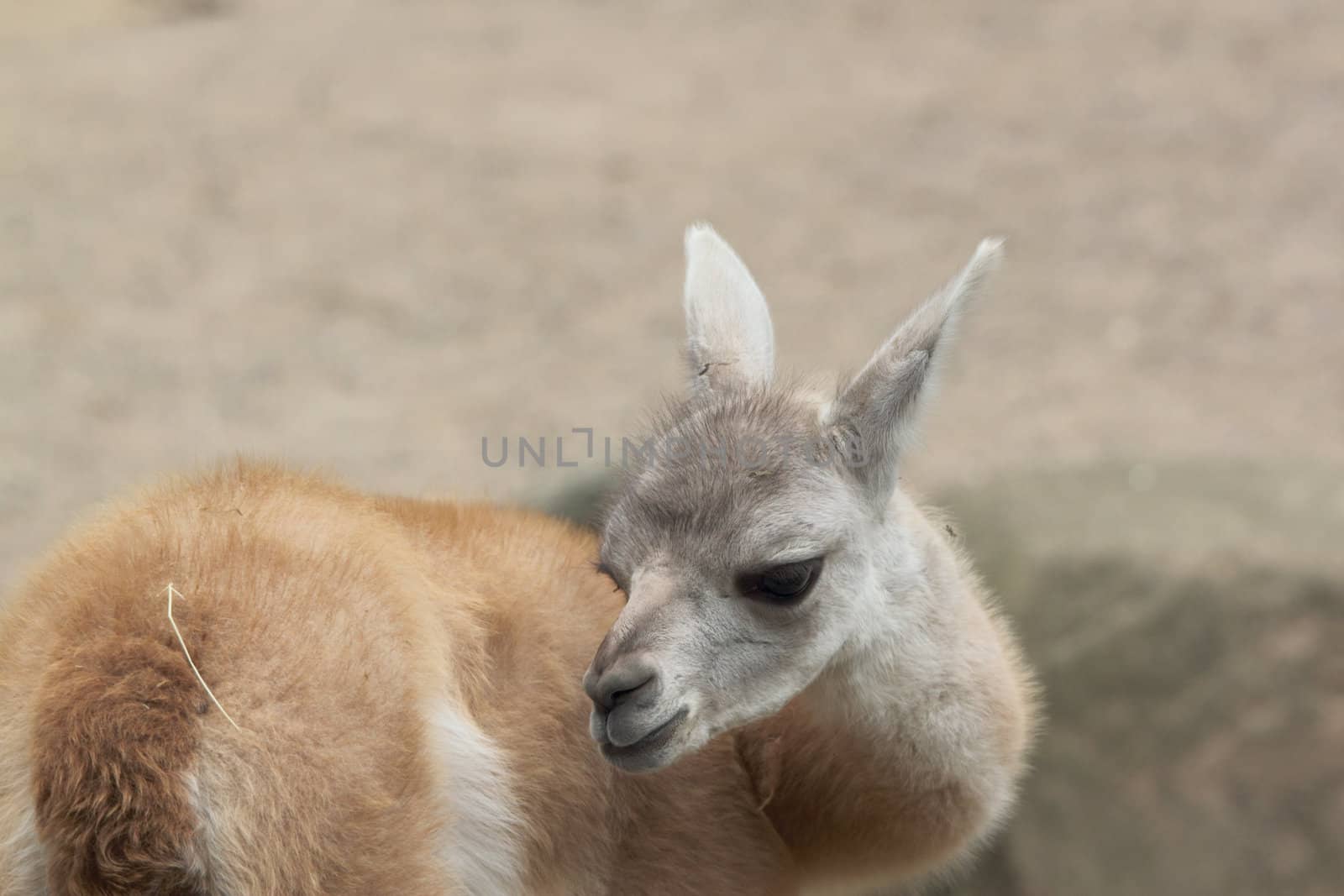 baby guanaco portrait