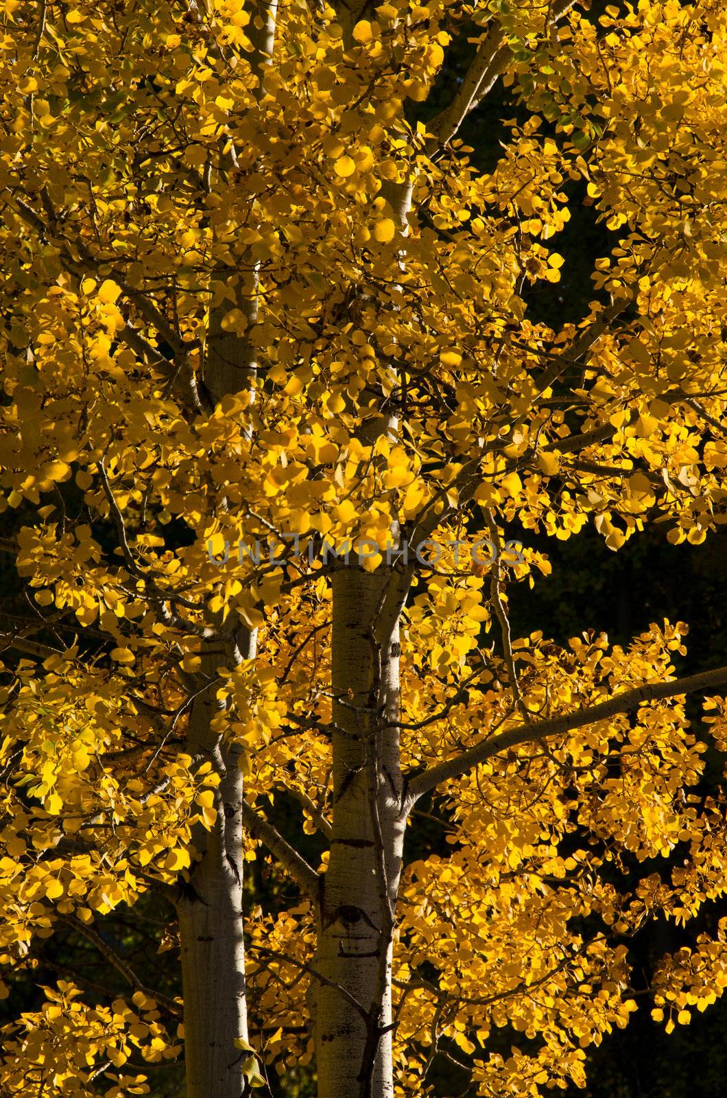 Quaking aspens (Populus tremuloides) in autumn, Grand Teton National Park, Wyoming, USA by CharlesBolin