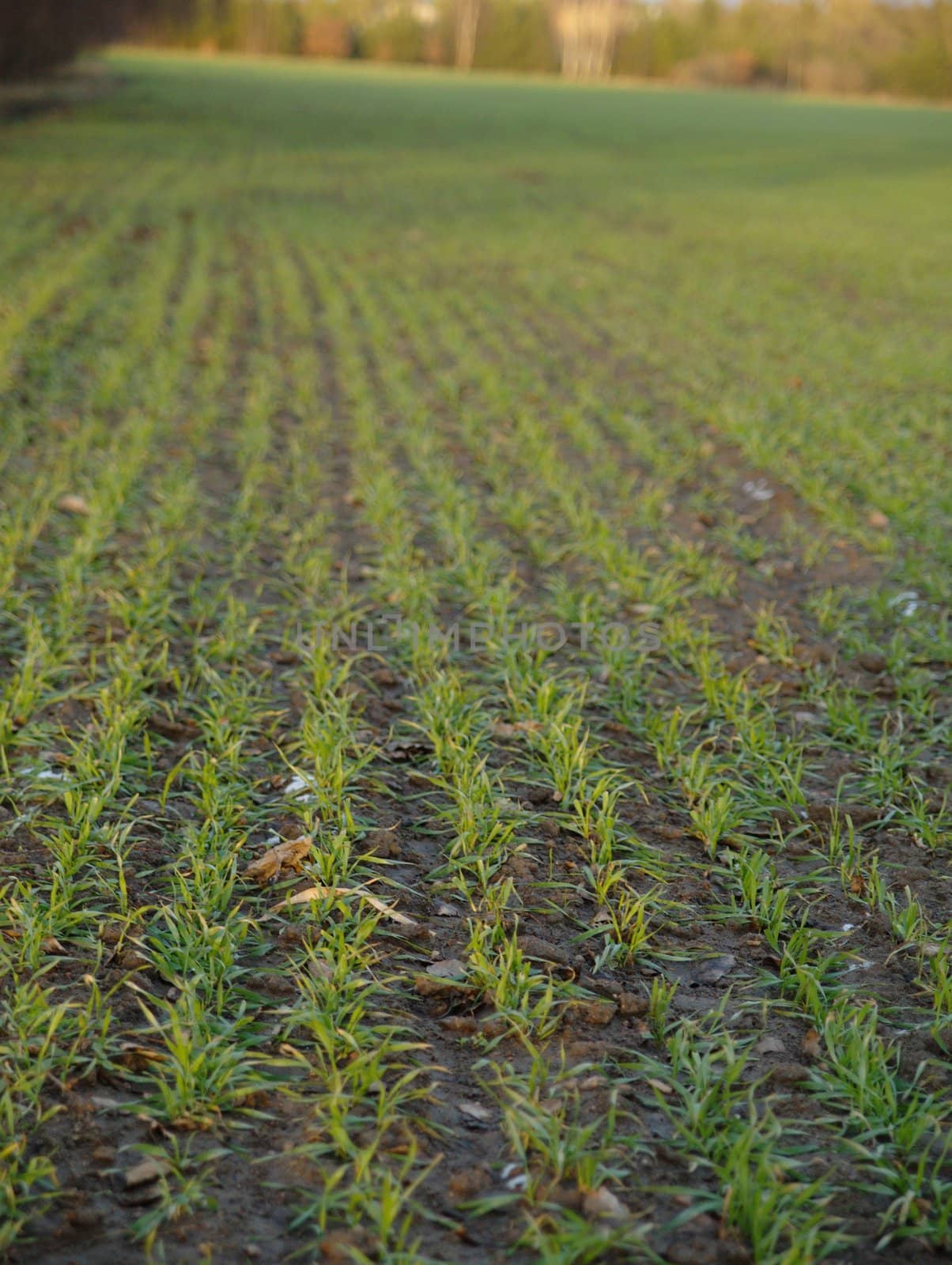 field of young cereals during spring