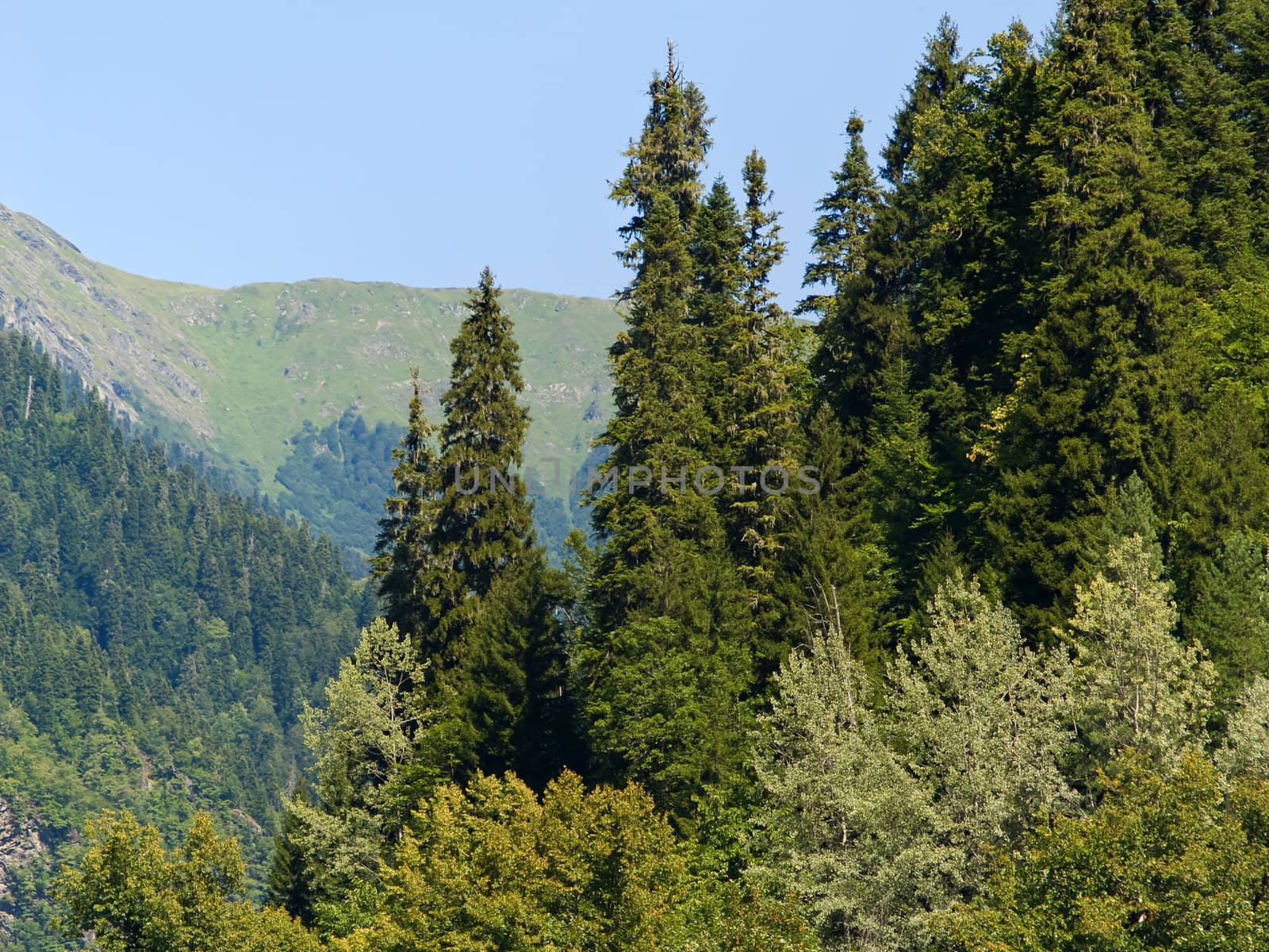 Mountain hill with high trees and blue sky