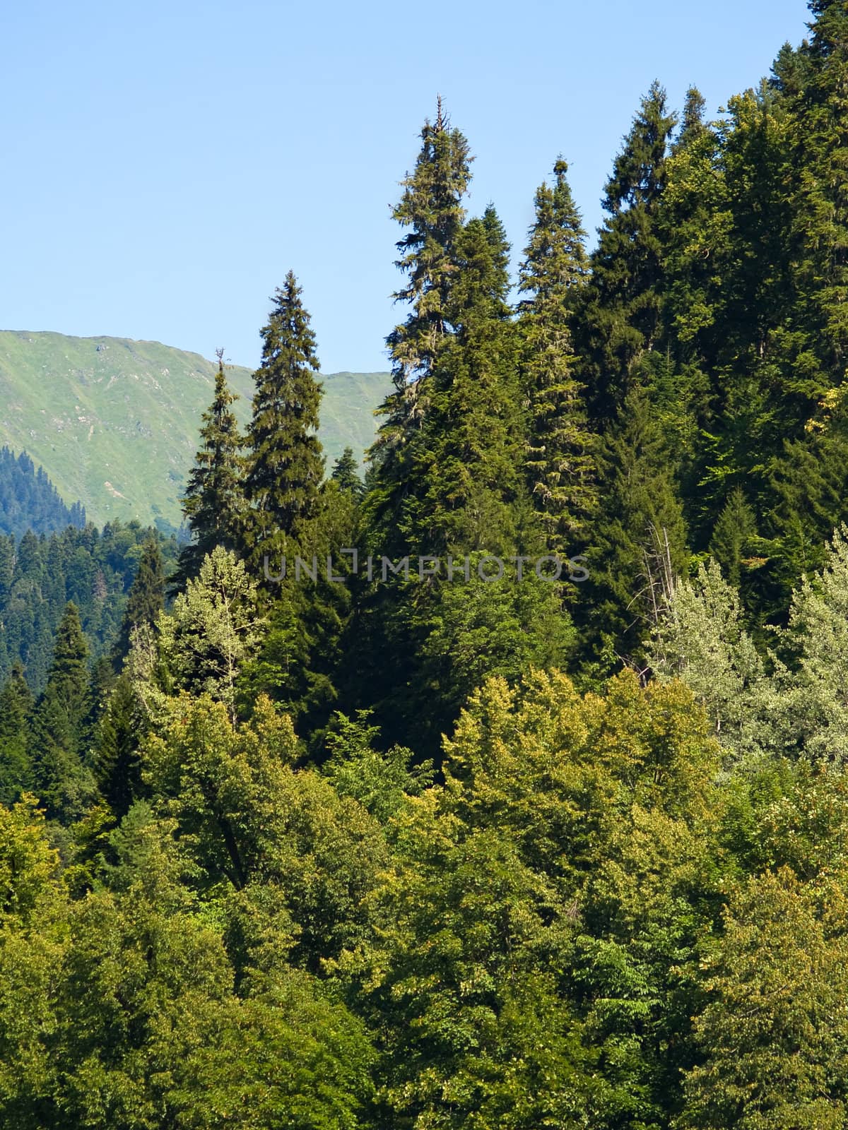 Subtropical mountain plants on summer