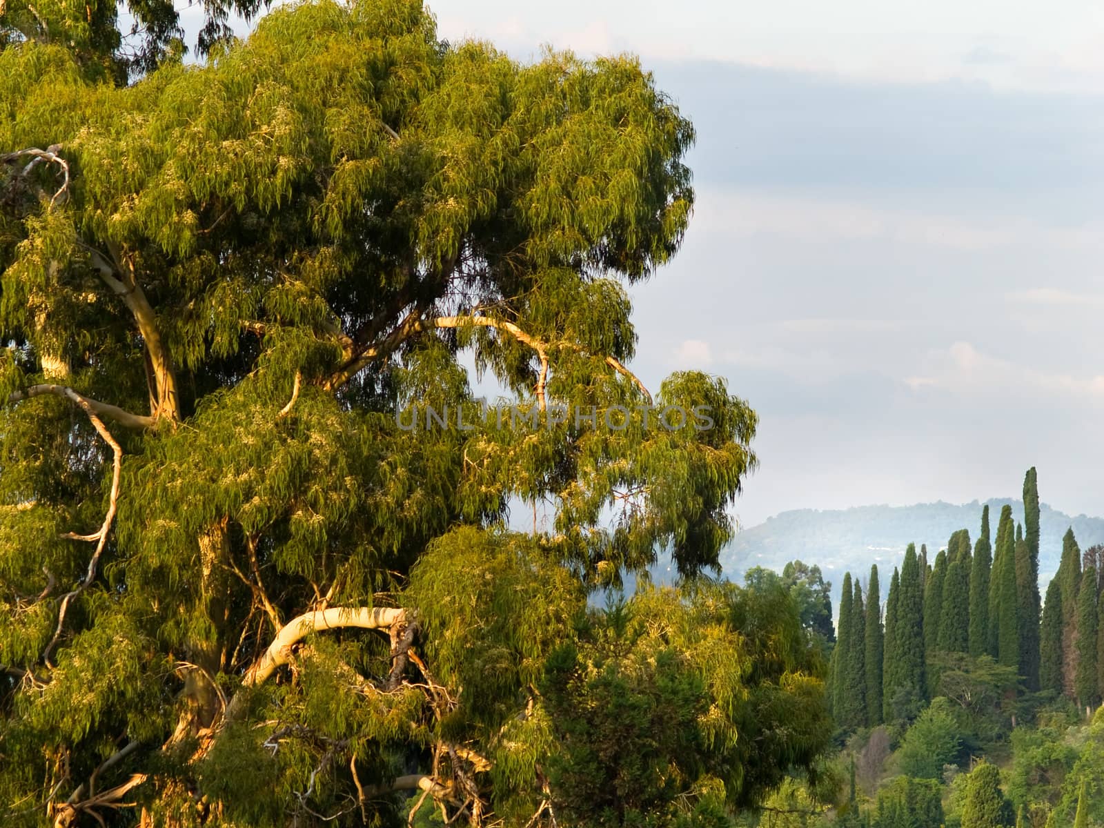 Big eucaliptus tree on sunset