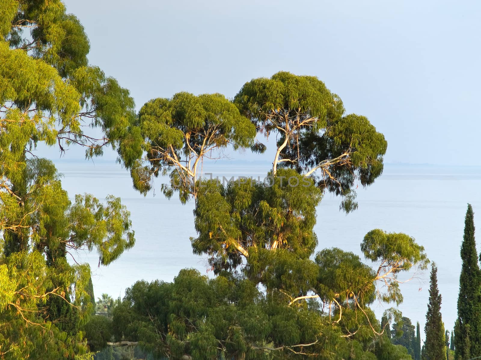 Eucaliptus tree on sunset