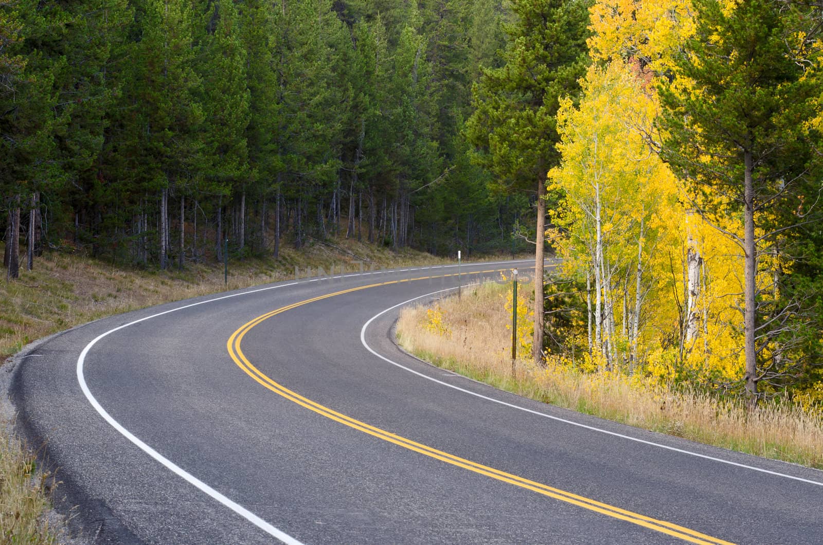 Bend in a scenic road, autumn aspen and pine trees, Grand Teton National Park, Wyoming, USA by CharlesBolin