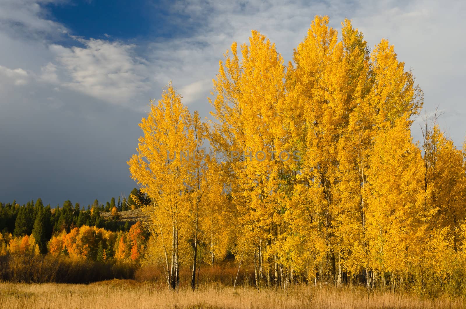 Autumn quaking aspens (Populus tremuloides) and clouds, Grand Teton National Park, Wyoming, USA by CharlesBolin