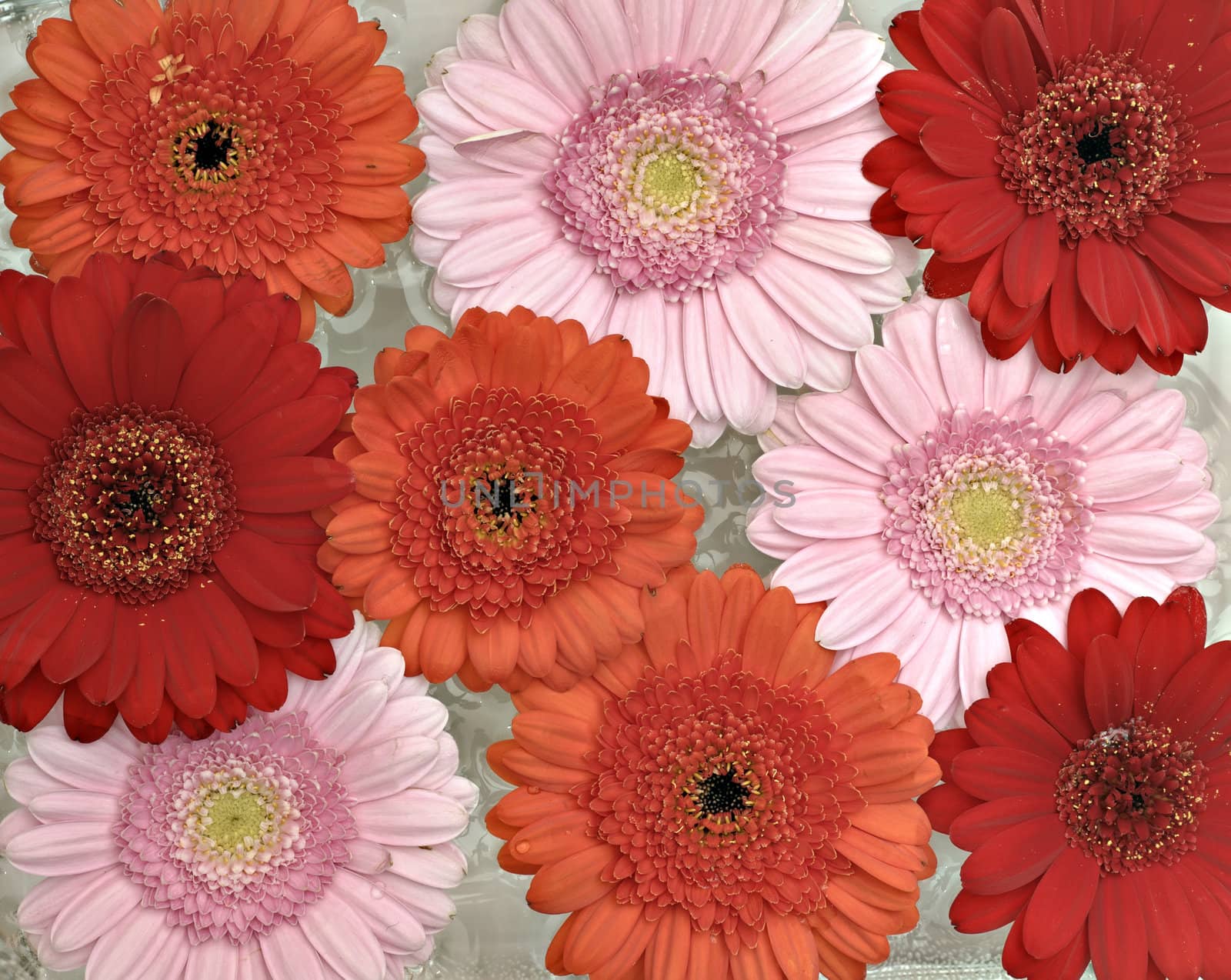 Pink, orange and red Gerber flowers in full bloom