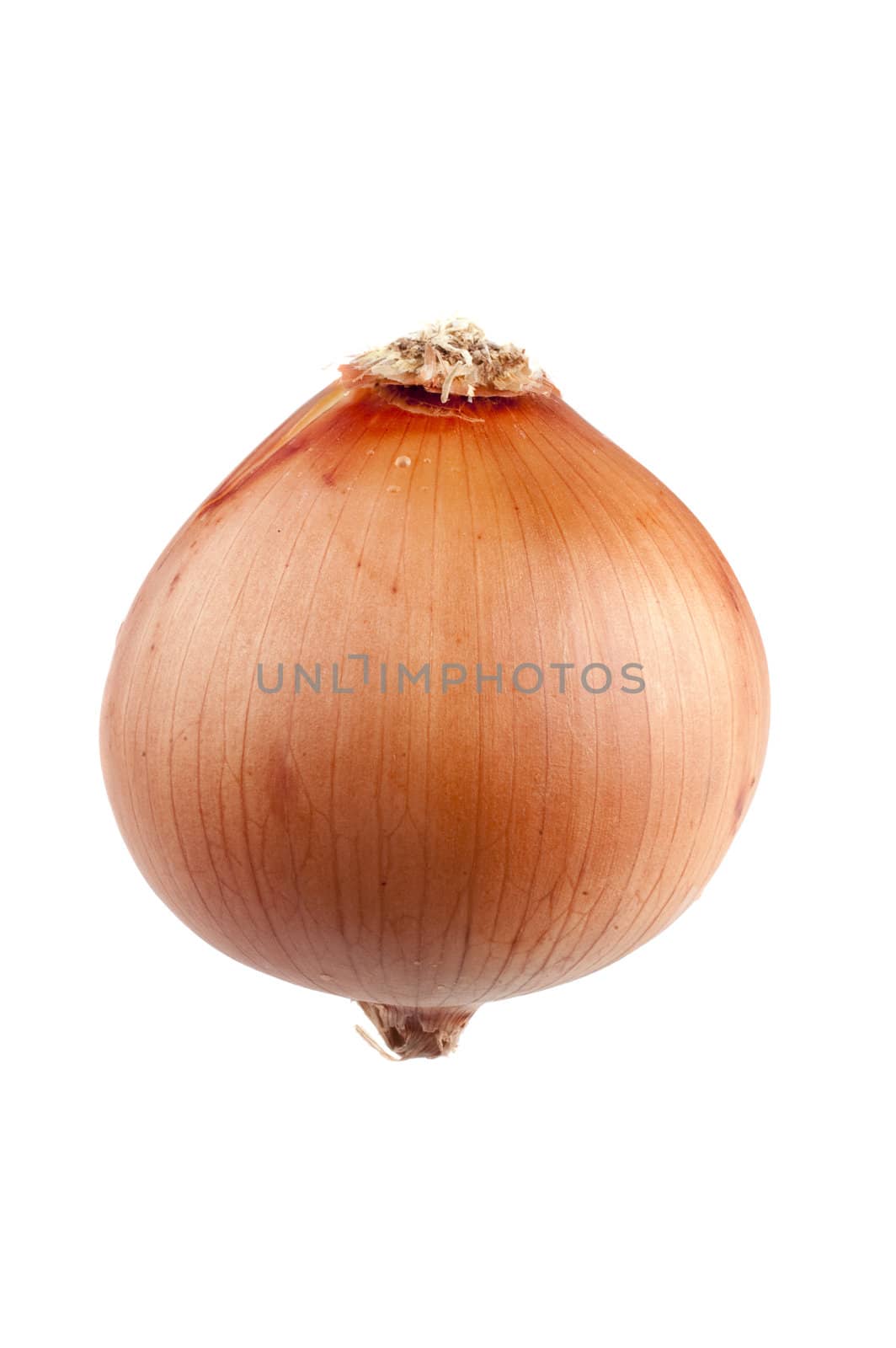 golden onion isolated on a white background