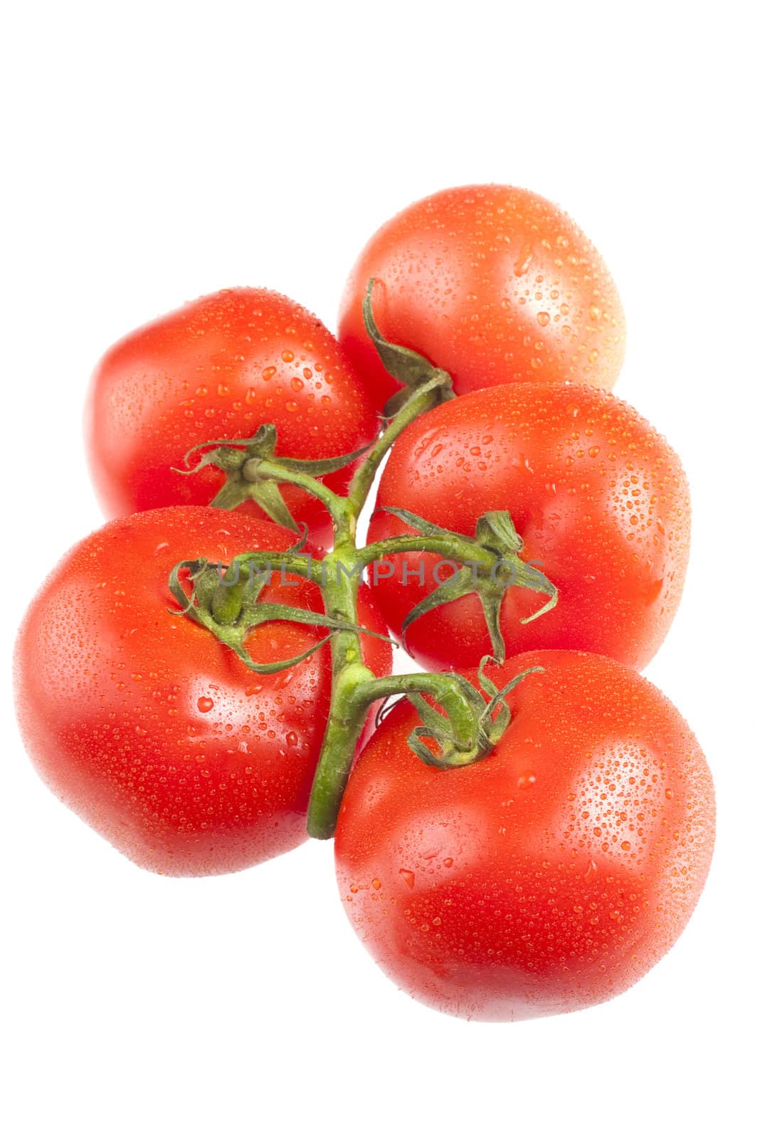 bunch of 5 fresh ripe tomato's isolated on a white background