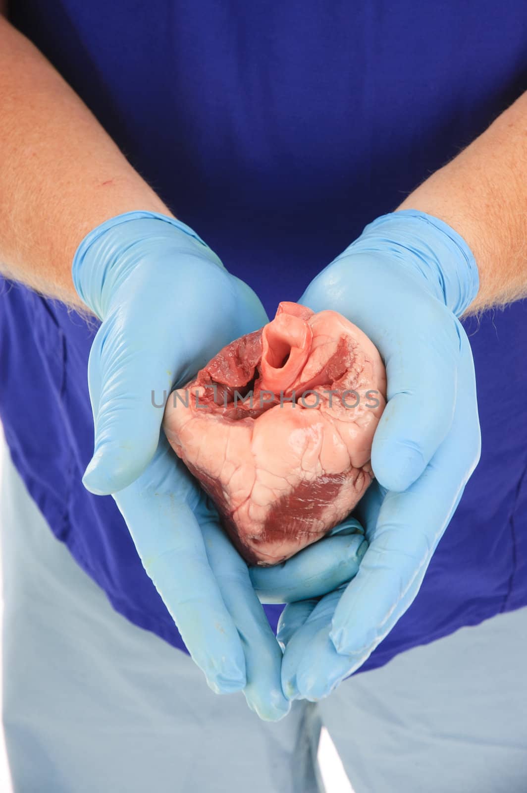 doctor holding heart ready for transplant operation