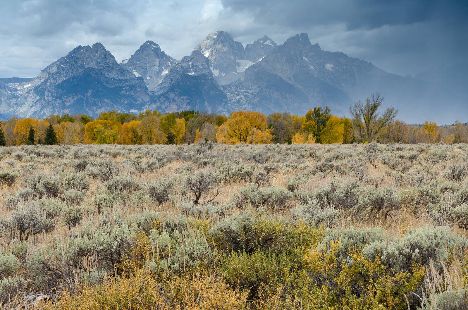 Sagebrush and cottonwoods along the Snake River and the Teton Mountains in autumn, Grand Teton National Park, Wyoming, USA by CharlesBolin