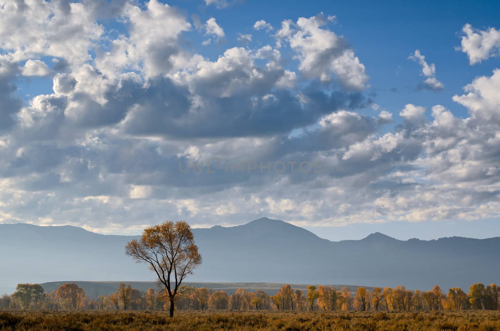 Cottonwoods, the Gros Ventre Mountains and clouds in morning light, Grand Teton National Park, Wyoming, USA