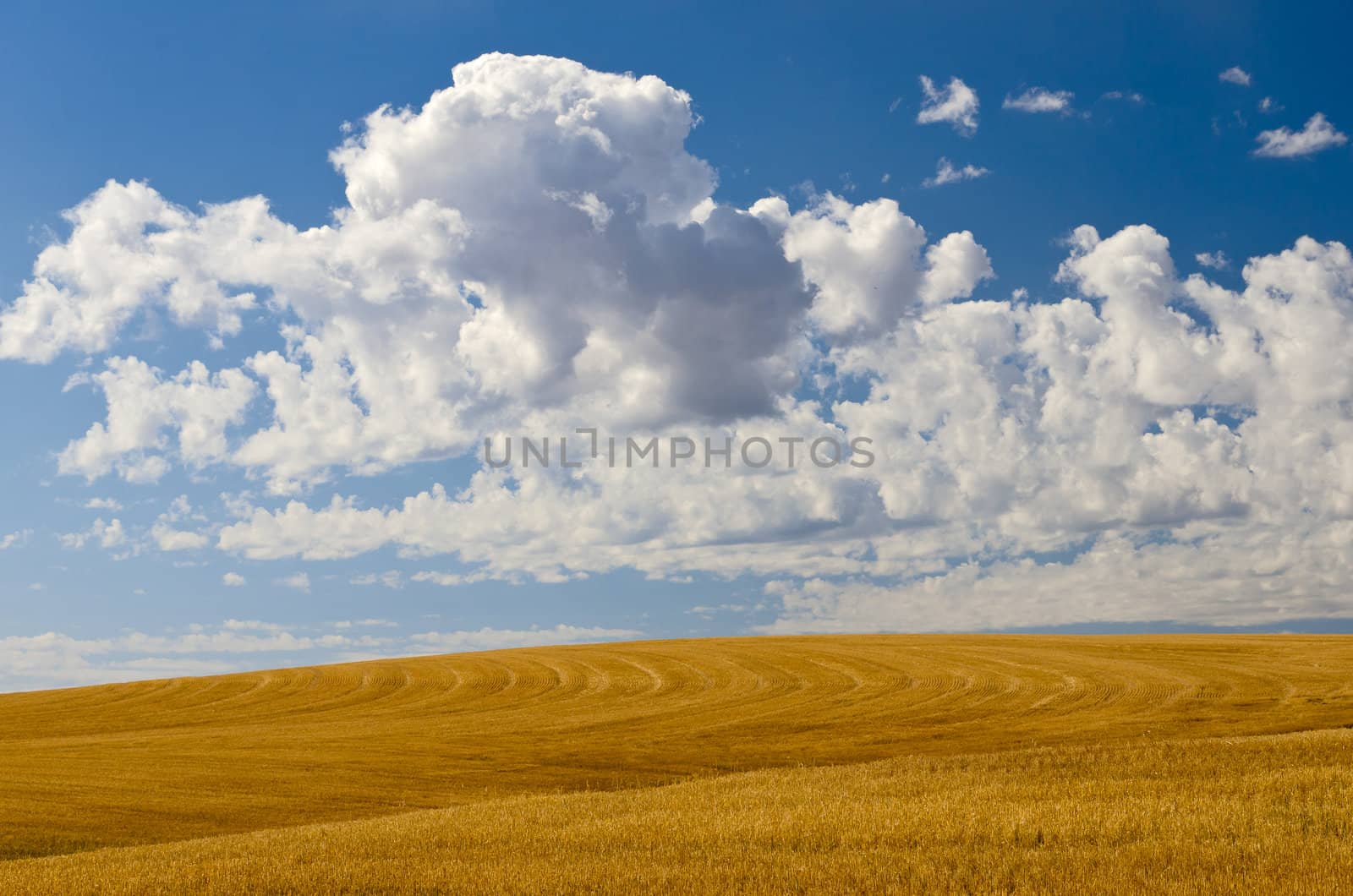 Field of wheat chaff and puffy clouds, Teton County, Idaho, USA by CharlesBolin