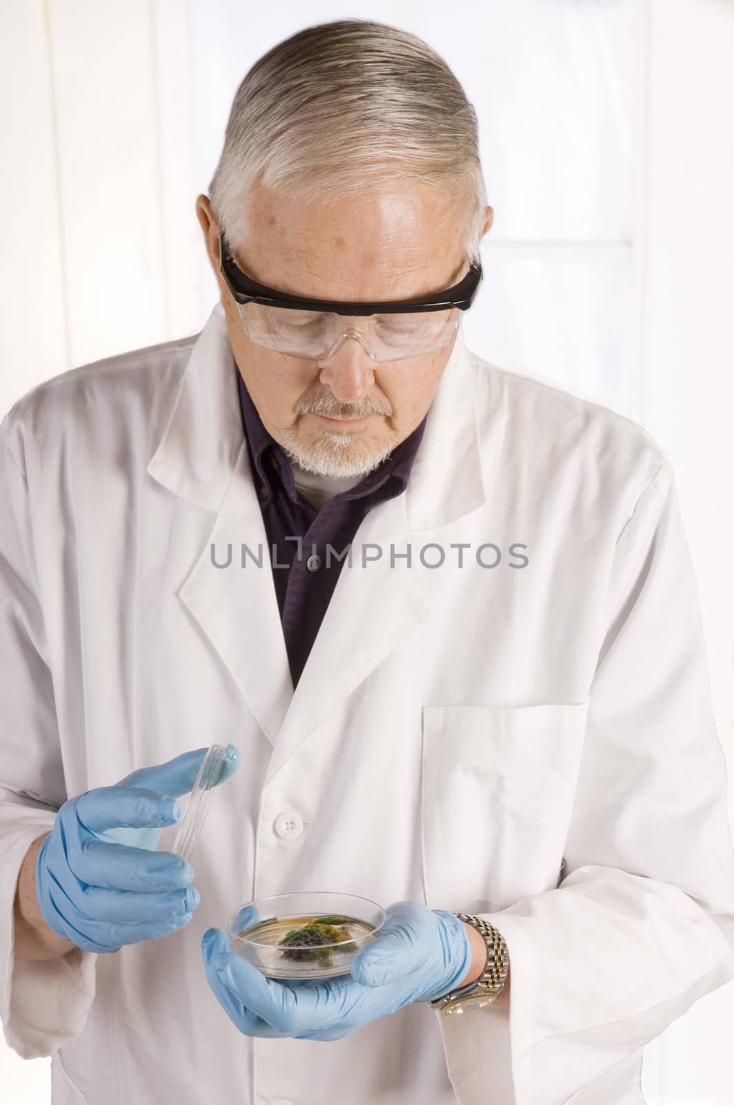 Doctor or research scientist looking at a growth in a petri dish