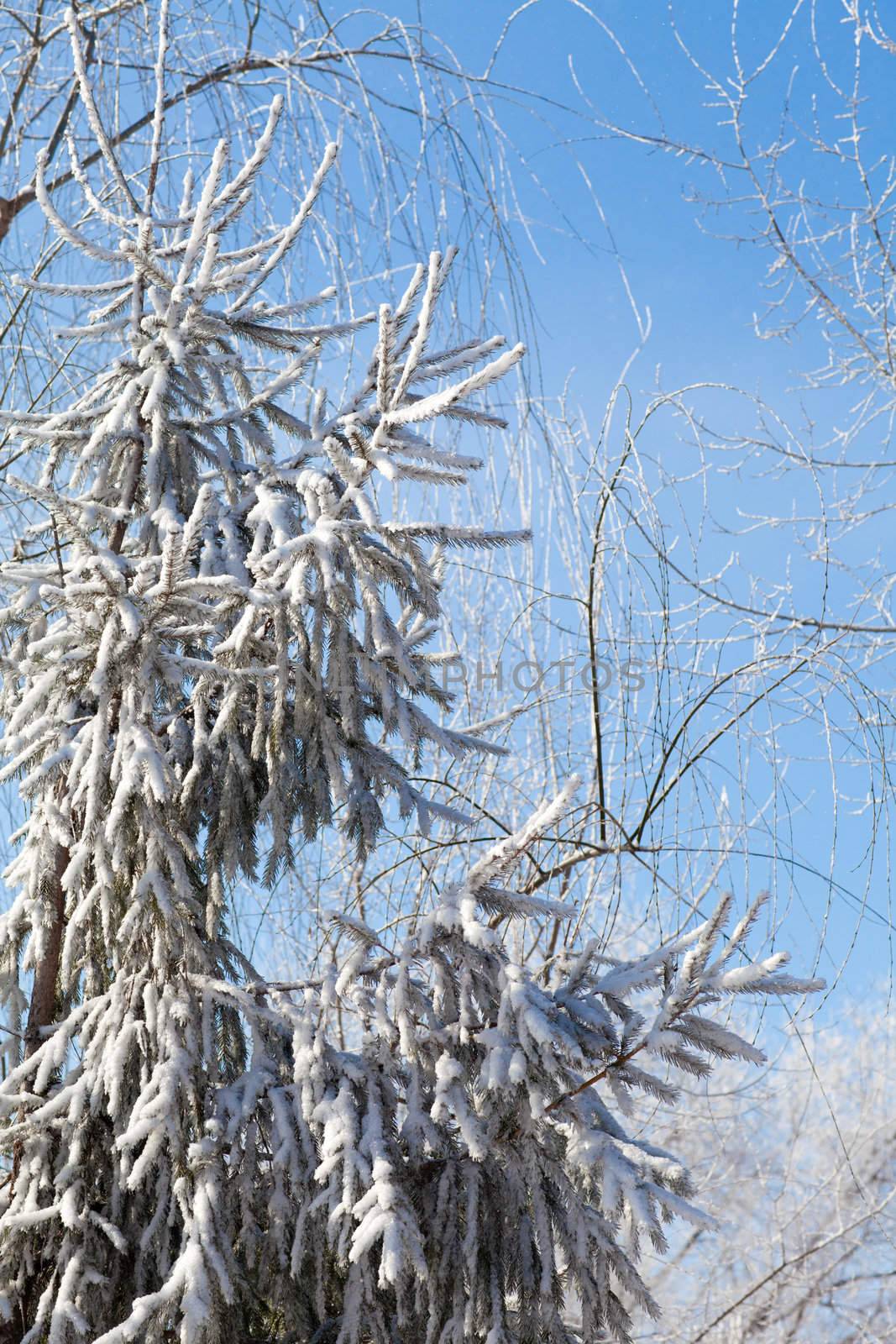 tree in winter by vsurkov