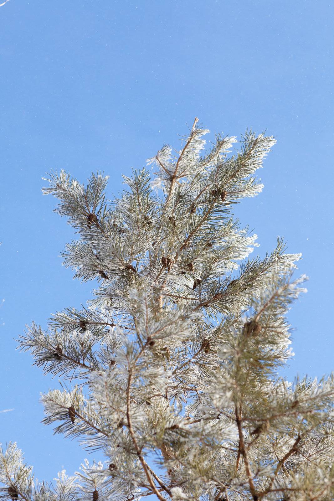 tree in winter by vsurkov