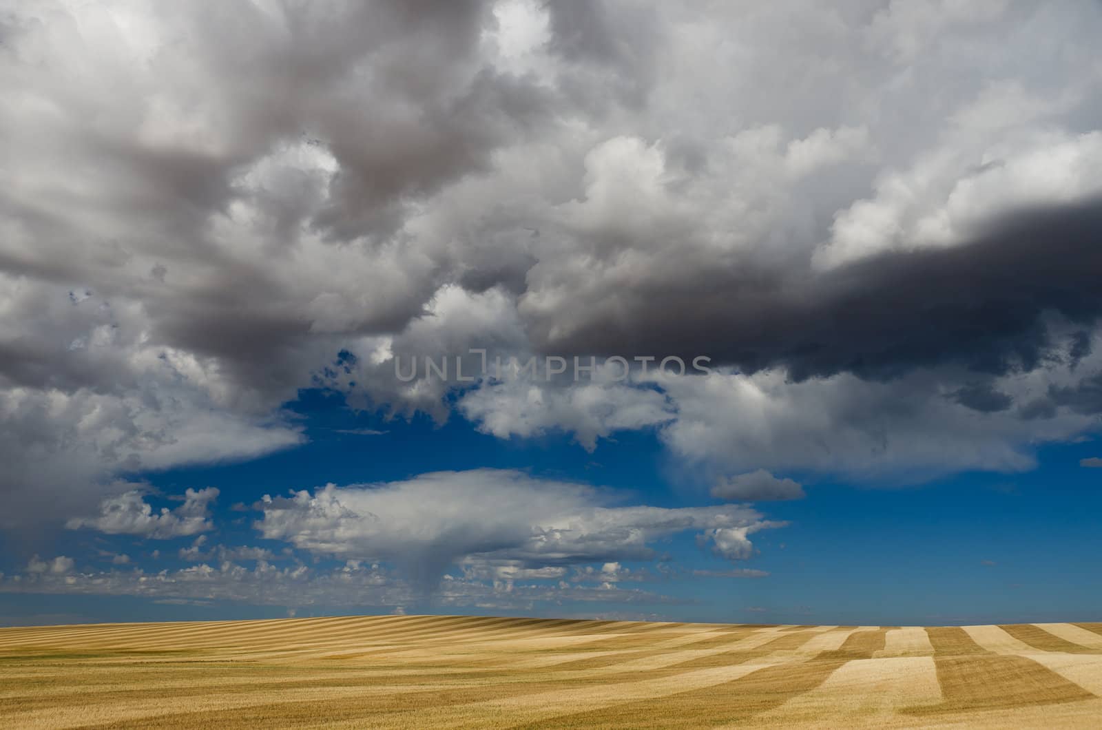 Striped fields of wheat chaff and clouds, Teton County, Idaho, USA