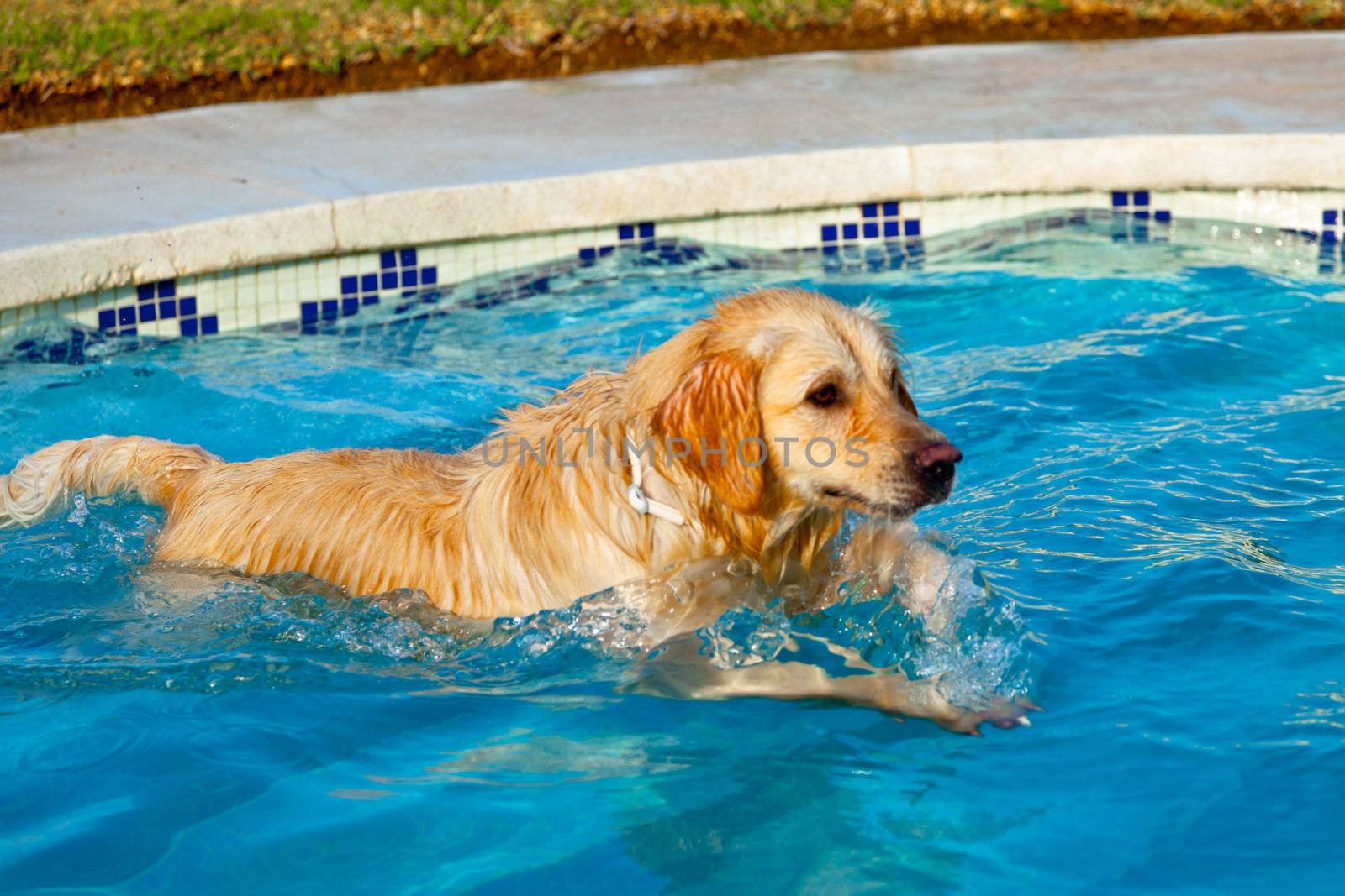 Nice specimen of dog of the race Golden Retriever swimming on a  swimming pool