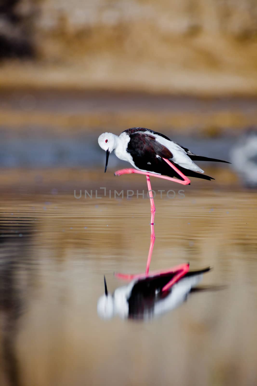 A black-winged stilt sprucing oneself up