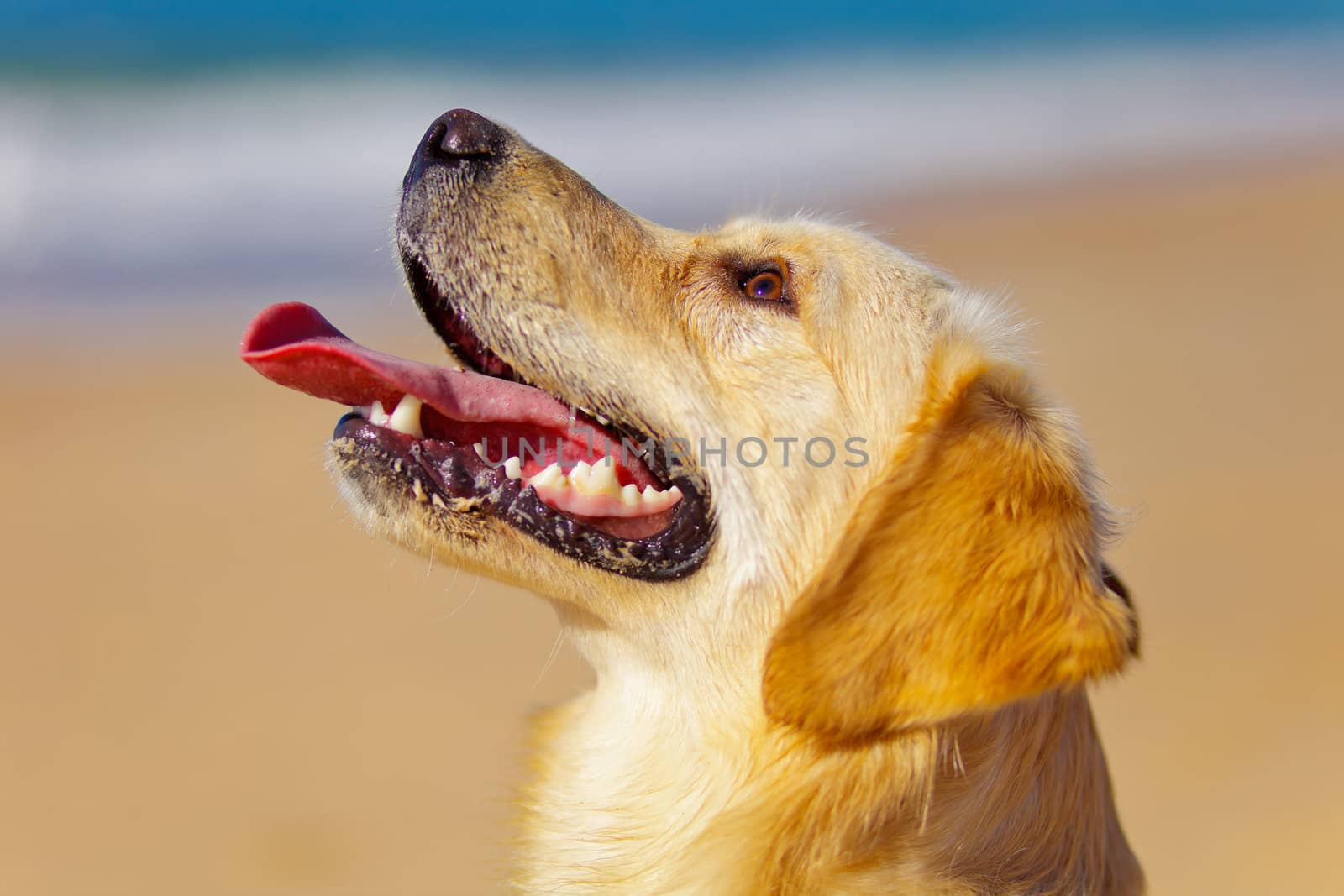 Nice specimen of dog of the race Golden Retriever