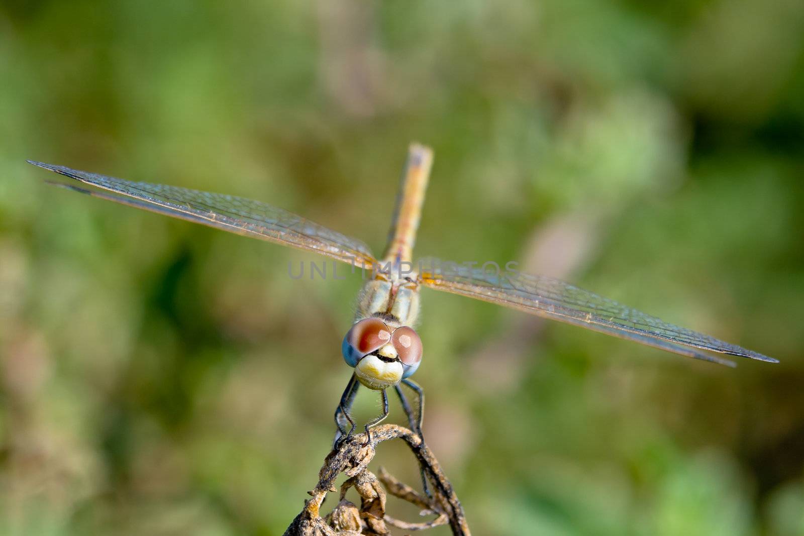 Image of a dragonfly ( sympetrum sp ) accomplished like photo of approximation.