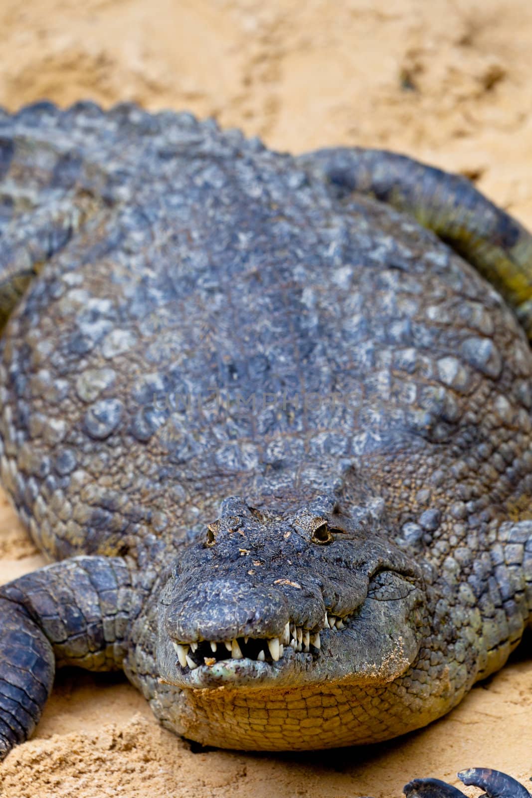 A beautiful specimen of nile crocodile, Crocodylus niloticus
