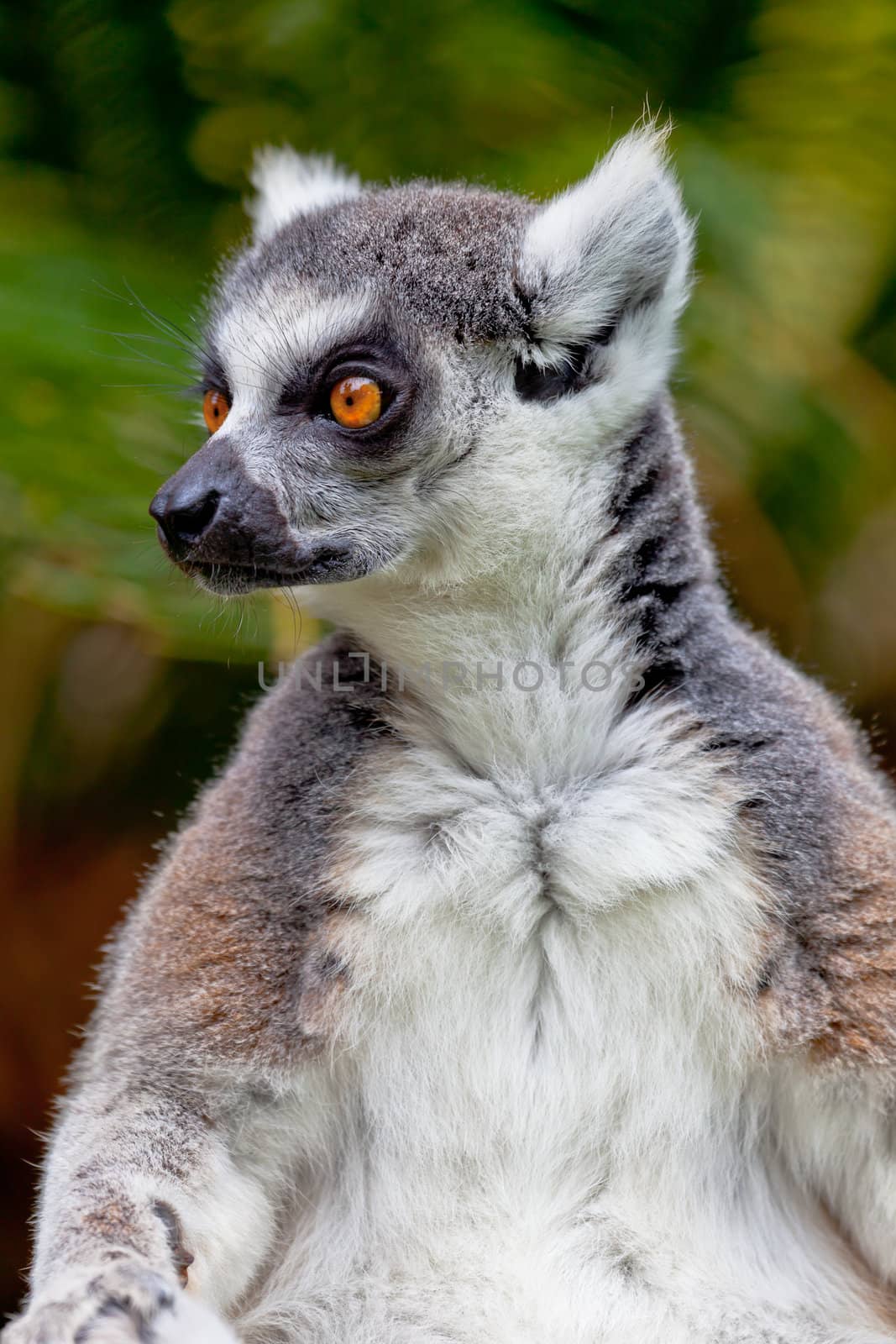 Beautiful specimen of Lemur of ring-shaped tail taking up a curious pose