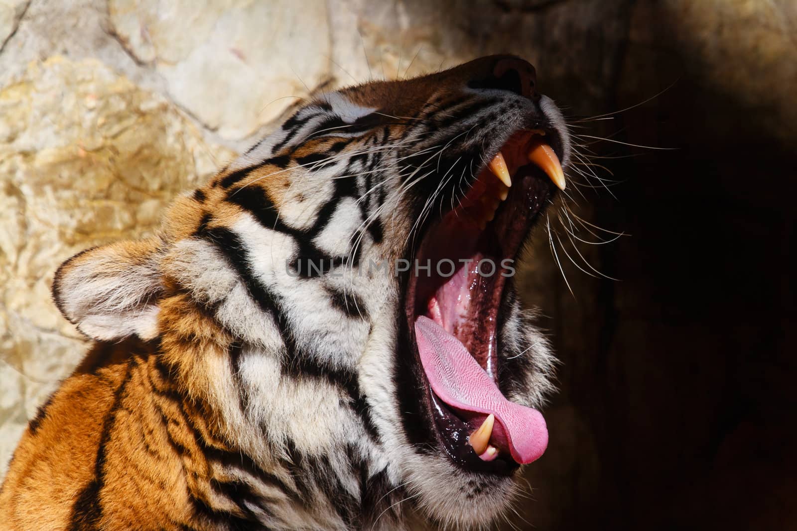 Fantastic specimen  of Bengal tiger posing placidly