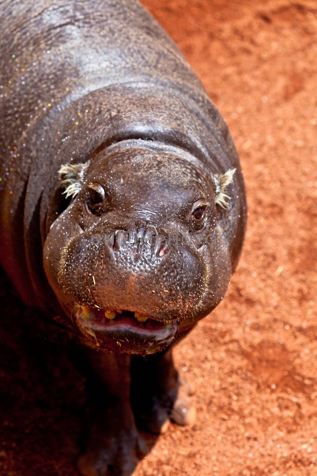 Sympathetic specimen of Hippopotamus pigmy, Hexaprotodon liberiensis